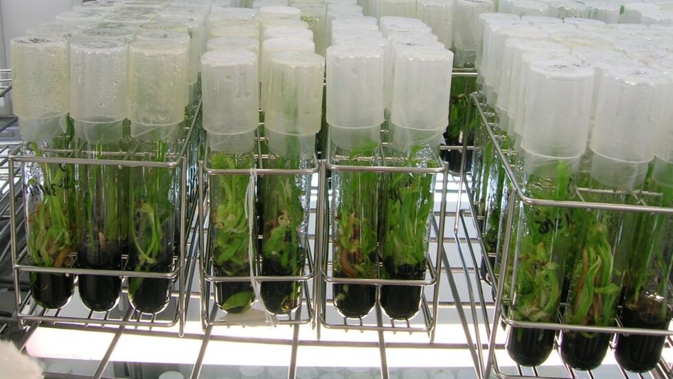 bever innovation tejidos vegetales|bever innovation tejidos vegetales|bever innovation tejidos vegetales